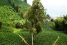 Process of the San Alberto Coffee Tour